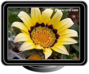 gazania yellow black