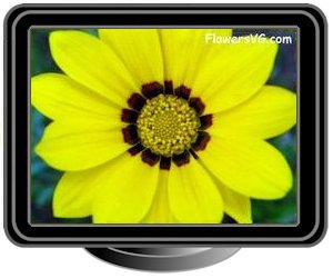 gazania yellow bright