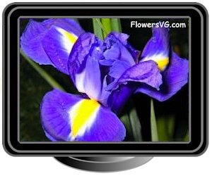 iris dark blue