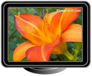 lily orange