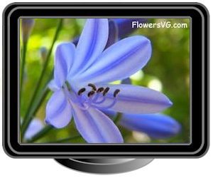 blue lily of the nile