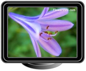 blue lily of the nile