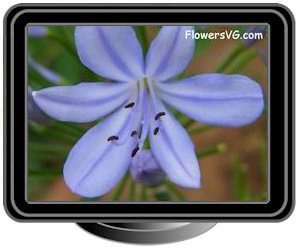 blue white lily of the nile