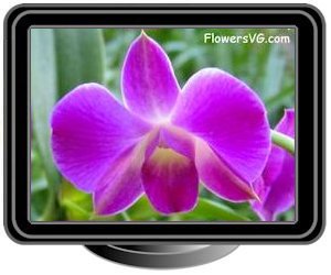 orchid light purple