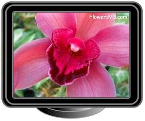 orchid maroon red pink