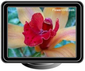 orchid maroon yellow