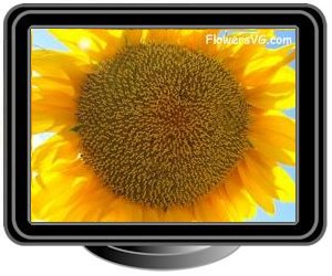 very large yellow sunflower with blue sky background