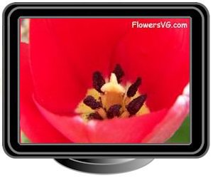 tulip black red yellow