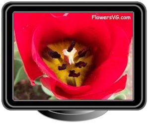 tulip black yellow red