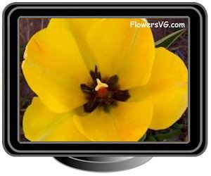 tulip bloomed yellow