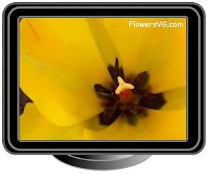 tulip bloomed yellow