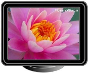 pink waterlily