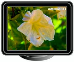 white four o clocks flower