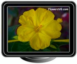 four o clocks flower
