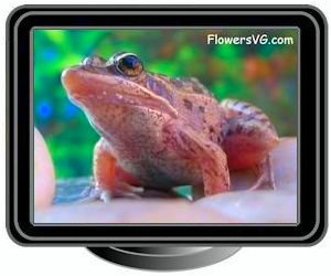 leopard frog