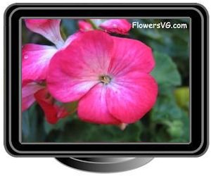 geranium dark red white