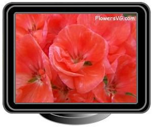 geranium red
