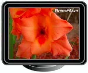 orange gladious flower