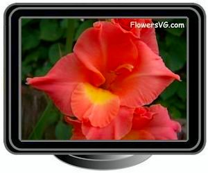 pink yellow gladious flower