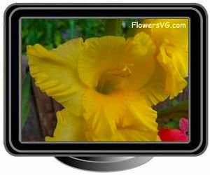 yellow gladious flower