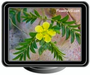 goat head punture vine flower 