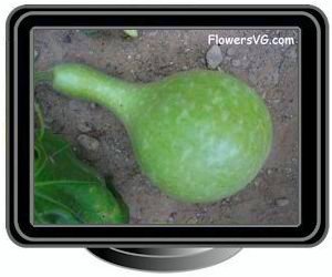 gourd large