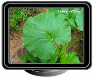 gourd leaf