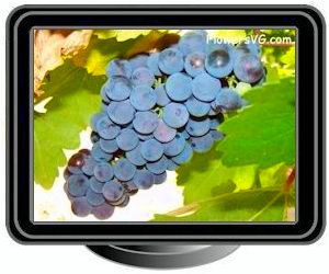 grapes blue