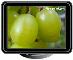 grapes fruit