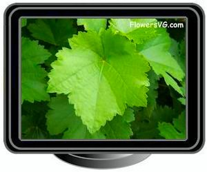grapes leaves
