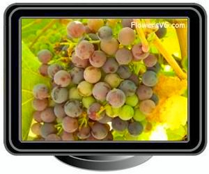 grapes purple green