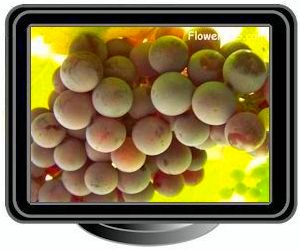 grapes purple