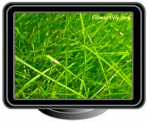 grass