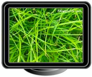 grass