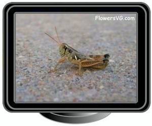 young grasshopper