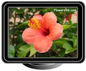 hibiscus peach color