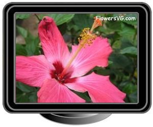 hibiscus pink maroon