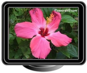 hibiscus pink maroon