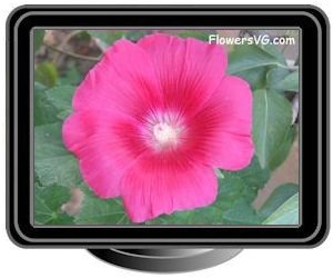 hollyhock light red