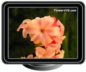 hyacinth pink