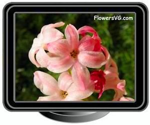hyacinth pink