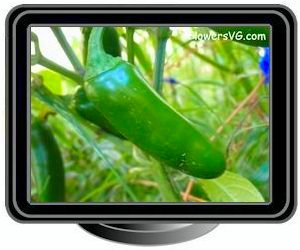 jalapeno green large