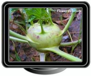 kohlrabi large