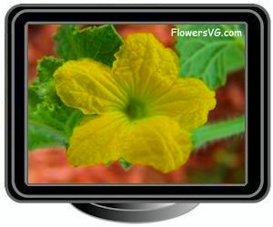 honeydew melon flower blossom