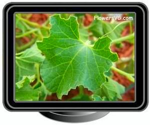 honeydew melon leaf
