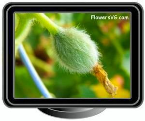 small honeydew melon