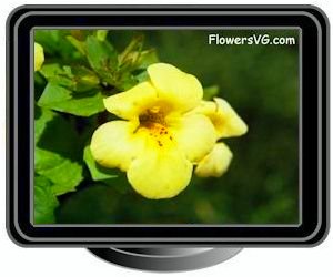 mimulus monkey flower