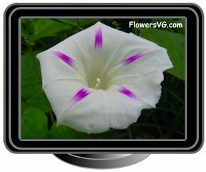 morningglory purple