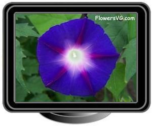 morningglory dark blue purple