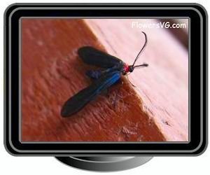 moth black